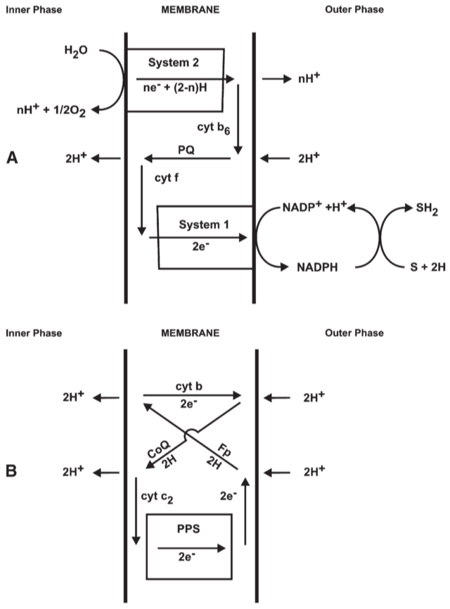 **Fig 13.** A possible proton translocating oxido-reduction system for noncyclic photophosphorylation in chloroplasts.